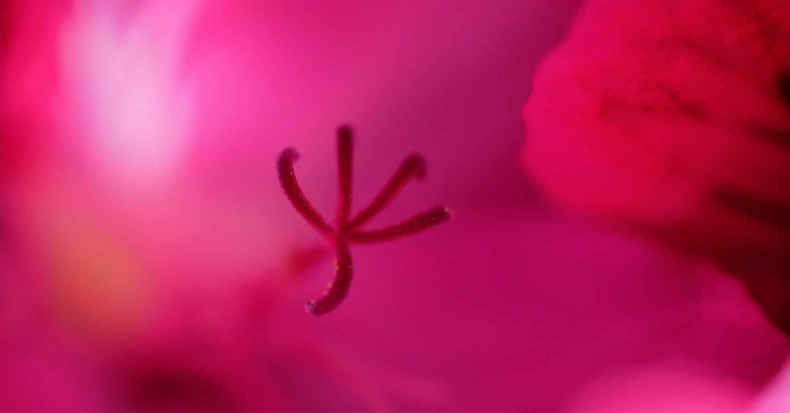 Information about endometriosis: 6 questions and answers